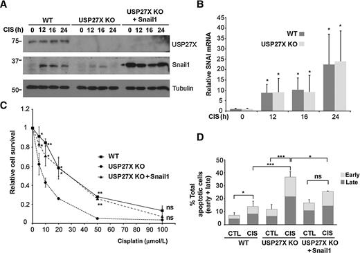 Figure 5. USP27X depletion enhances cisplatin toxicity. A and B, Western blot analysis of Snail1 and USP27X (A) and SNAI1 mRNA quantification (B) after treatment with 40 μmol/L cisplatin (CIS) of MDA-MB-231 WT, USP27X KO, and USP27X KO + Snail1 cells. C, Quantification of cell survival by MTT after 48 hours of treatment with increasing concentrations of CIS. Data were normalized to time 0 and to the corresponding untreated cells. The figure represents the mean ± SD of three independent experiments. D, Quantification of total (early and late) apoptosis by FACS analysis after Annexin V and 7-amino-actinomycin D (7-AAD) staining of cells treated with CIS for 24 hours. The individual values of Annexin V+ (early apoptotic) cells and Annexin V+/7-AAD+ (late apoptotic) cells are indicated. Data, mean ± SD (n = 4). *, P < 0.05; **, P < 0.01; ***, P < 0.001; ns, not significant. P values in C refer to WT and USP27X KO + Snail1 cells compared with USP27X KO cells.