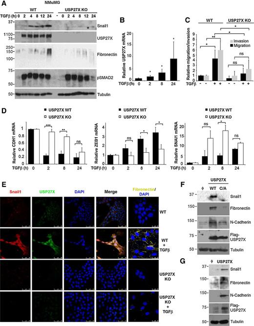 Figure 6. TGFβ upregulates USP27X to stabilize Snail1 during EMT. A, NMuMG cells (WT or USP27X KO) were treated with 5 ng/mL TGFβ for the indicated times and analyzed by Western blotting. pSMAD2 was used as a positive control of TGFβ stimulation. B, USP27X mRNA quantification by qRT-PCR after treatment with TGFβ of NMuMG cells. Data represent the media ± SD of three independent experiments. C, NMuMG control (WT) or USP27X KO cells were treated during 24 hours with TGFβ, and migration and invasion through Collagen I was evaluated after 8 or 16 hours, respectively. The graph shows the quantification (mean ± SD; n = 3). D, mRNA from the indicated genes was assessed by qRT-PCR in USP27X WT and USP27X KO cells (mean ± SD; n = 3). E, Immunofluorescence analysis of endogenous Snail1 and USP27X (×40) or fibronectin (×60) from NMuMG WT and USP27X KO cells treated with TGFβ for 24 hours. DAPI staining was used for visualizing the nuclei. F and G, Transfection of the 50-KDa WT and C/A mutant (F), or the 72-KDa USP27X (G) and analysis of proteins upregulated in EMT (Snail1, fibronectin, and N-cadherin). *, P < 0.05; **, P < 0.01; ***, P < 0.001.