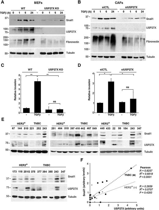 Figure 7. Expression of Snail1 depends on USP27X in activated fibroblasts and tumor cancer cells. A and B, Analysis of Snail1 in WT or USP27X KO MEFs cells (A) and in mCAFs transfected with siCTL or siUSP27X (B). Cells were treated with 5 ng/mL TGFβ for the indicated times. C and D, MEFs (WT or USP27X KO; C) or mCAFs (D) were treated with TGFβ during 24 hours to assess cell invasion during 16 hours on Matrigel (C) or Collagen I (D)–coated Transwells. The graph shows the mean ± SD of three independent experiments. *, P < 0.05; **, P < 0.01; ns, not significant. E, Snail1 and USP27X expression was determined in protein extracts from breast cancer PDXs classified as HER2+ or triple negative (TNBC). The high-expressing Snail1 and USP27X tumor number PDX 243 was included in several blots as an internal control. F, Snail1 and USP27X expression was analyzed by densitometry with ImageJ in 27 PDX tumors and is represented as a scatter plot. The Pearson correlation coefficient was individually calculated for the HER2+ and TNBC groups. Statistical significance was determined by two-tailed, unpaired t test, and specific P values are indicated.