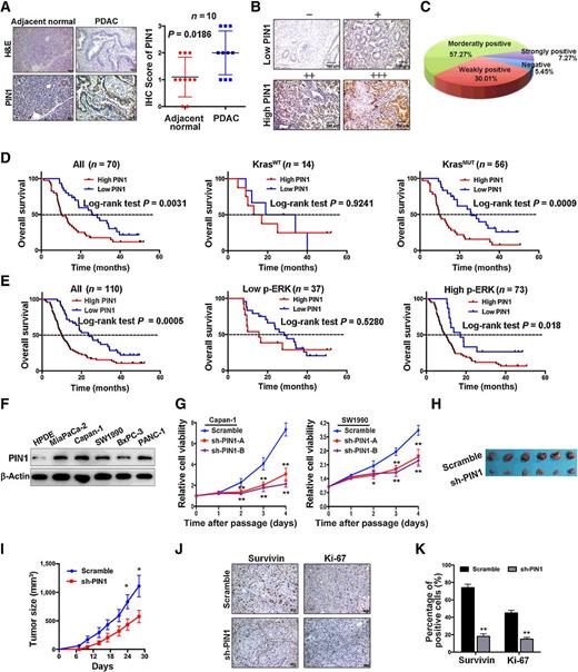 Figure 1. PIN1 is upregulated in pancreatic cancer and predicts poor overall survival. A, Representative hematoxylin and eosin (H&E) and IHC images of PIN1 expression in PDAC or adjacent normal tissues (left; magnification scale bar, 100 μm). PIN1 expression was higher in PDAC tissues than in adjacent normal tissues, as determined by the IHC score (right). B, IHC scoring of PIN1 expression in PDAC patient tissue samples (magnification scale bar, 40 μm). C, The percentage of patients with PDAC with different levels of PIN1 examined by IHC. D, Stratification of the cohort according to Kras status showed no predictive effect of PIN1 on prognosis in patients with PDAC with Kras wild-type (KrasWT), but high PIN1 expression predicted the poor survival of patients with Kras mutant (KrasMUT). E, There was no predictive effect for PIN1 on prognosis of patients with PDAC with low levels of phosphorylated ERK (p-ERK), but high PIN1 expression predicted the poor survival of patients with high-level p-ERK. F, Immunoblot analysis of PIN1 expression in the indicated human pancreatic cancer cell lines and an HPDE cell line. G, Knockdown of PIN1 inhibited cell proliferation of Capan-1 and SW1990 cells, according to results from the CCK-8 proliferation kit. H, An image of the SW1990 xenografts that were dissected from nude mice. I, At the indicated times, the sizes of the scramble and sh-PIN1 xenografts were measured (mean ± SEM; n = 6). J, IHC staining of survivin and Ki-67 in xenograft tissues to determine the cellular proliferative capacity. K, IHC staining of survivin and Ki-67 in xenograft tissues was quantified as mean ± SD. **, P < 0.01 versus scramble for xenografts or xenografts treated with vehicle.