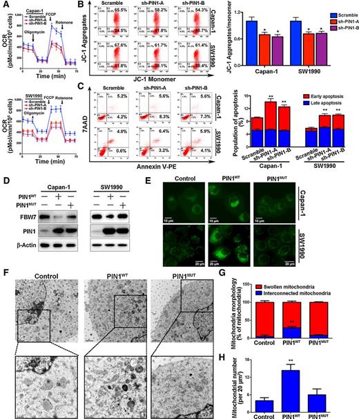 Figure 2. PIN1 maintains cell survival by protecting mitochondrial function. A, Knockdown of PIN1 decreased the OCR in Capan-1 and SW1990 cells. B, Mitochondrial potential was analyzed by detecting the JC-1 decrease in Capan-1 and SW1990 cells with the knockdown of PIN1. The decrease in mitochondrial potential was quantified as mean ± SD. **, P < 0.01. C, Knockdown of PIN1 resulted in apoptosis of Capan-1 and SW1990 cells, which was quantified as the means ± the SD. **, P < 0.01. D, Immunoblot analysis of FBW7 expression in Capan-1 and SW1990 cells infected with the dominant-negative mutant vector of PIN1 (PIN1MUT) to indicate the inactivation of PIN1. The wild-type PIN1 (PIN1WT) was used as a positive control. E, Fluorescence microscopic analysis of a PIN1MUT-induced deformed mitochondrion stained with MitoTracker Green. F, Transmission electron microscopy analysis of mitochondrial morphology affected by PIN1 in PANC-1 cells. G, Quantification of transmission electron microscopy data as the percentages of swollen mitochondria and interconnected mitochondria. H, Quantification of transmission electron microscopy data as the number of mitochondria per 20 μm2 (**, P < 0.01 vs. control PANC-1 cells).