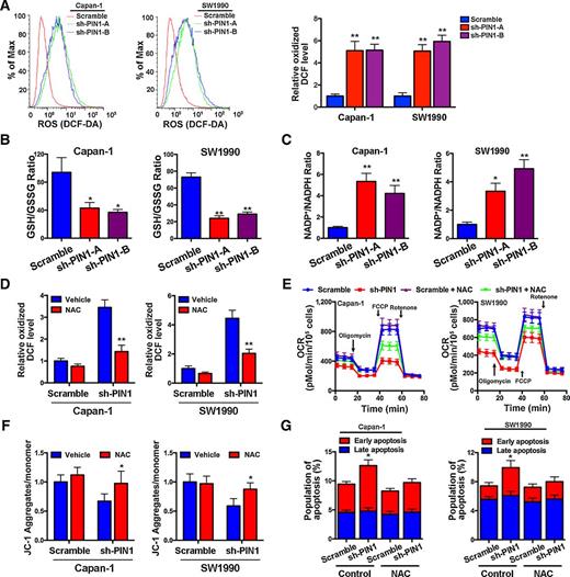 Figure 3. PIN1 regulates redox balance to affect mitochondrial function in pancreatic cancer. A, Left, analysis of ROS production by flow cytometry in Capan-1 and SW1990 cells with knockdown of PIN1. Right, quantification of ROS production is shown as mean ± SD. **, P < 0.01. B, Determination of the GSH/GSSG ratio in Capan-1 and SW1990 cells with knockdown of PIN1. *, P < 0.05; **, P < 0.01. C, Determination of the NADP+/NADPH ratio in Capan-1 and SW1990 cells with knockdown of PIN1. *, P < 0.05; **, P < 0.01. D, Analysis of ROS production in Capan-1 and SW1990 cells with knockdown of PIN1 after treatment with antioxidant, NAC (10 mmol/L). E, Analysis of the OCR in Capan-1 and SW1990 cells with the knockdown of PIN1 after treatment with 10 mmol/L NAC. F, Detection of the mitochondrial potential in Capan-1 and SW1990 cells with the knockdown of PIN1 after treatment with NAC. G, Quantification of the mitochondrial potential in Capan-1 and SW1990 cells with the knockdown of PIN1 after treatment with 10 mmol/L NAC.