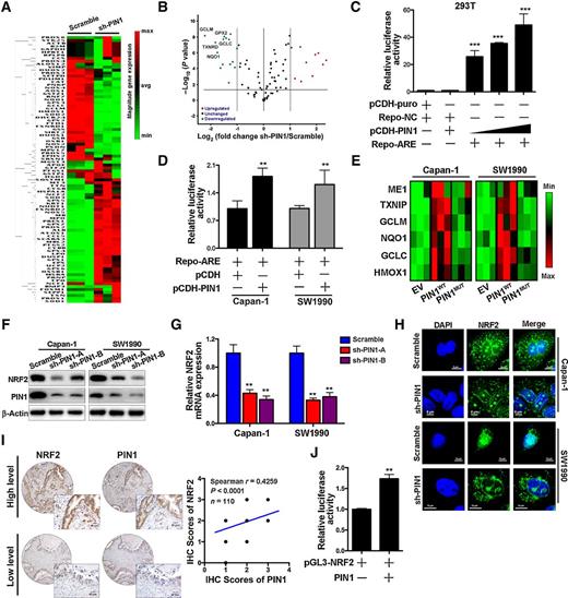 Figure 4. PIN1 transcriptionally activates the NRF2 axis in pancreatic cancer cells. A, PCR array analysis of the effect of PIN1 downregulation on antioxidative gene expression. B, The volcano plot identified significant gene expression changes from the PCR array data, displaying statistical significance versus fold change on the y- and x-axes, respectively. C, PIN1 increased ARE luciferase activity in a dose-dependent manner in HEK-293T cells. ***, P < 0.001 versus cells cotransfected with Repo-NC and pCDH-PIN1. D, PIN1 increased ARE luciferase activity in Capan-1 and SW1990 cells. **, P < 0.01. E, PIN1 affected the transcription of ARE-driven genes in Capan-1 and SW1990 cells. F, Immunoblot analysis of NRF1 and NRF2 expression in Capan-1 and SW1990 cells with silencing of PIN1 expression. G, Quantitative PCR was performed to confirm that NRF2 mRNA expression was downregulated by knockdown of PIN1. **, P < 0.01. H, Immunofluorescence analysis of NRF2 in Capan-1 and SW1990 cells with silencing of PIN1 expression. I, Left, representative images of IHC analysis of NRF2 and PIN1 expression in PDAC patient samples (magnification scale bar, 40 μm). Right, Spearman analysis of IHC data showed that PIN1 was positively associated with NRF2 (r = 0.4259). J, PIN1 increased the promoter activity of NRF2. **, P < 0.01.