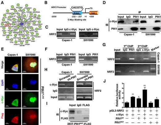 Figure 5. PIN1 interacts with c-Myc to bind the promoter of NRF2. A, Bioinformatics predicted the protein interacted with PIN1 protein. B, Schematic representation of the NRF2 promoter regions that contain one E-box, the conservative c-Myc–binding site. C, c-Myc enrichment at the NRF2 promoter was measured using a c-Myc antibody to perform the ChIP assay. D, Coimmunoprecipitation analysis of the interaction between PIN1 and c-Myc in pancreatic cancer cells. E, Double immunofluorescent staining revealed colocalization of the c-Myc and PIN1 proteins in Capan-1 and SW19990 cells. F, PIN1 enrichment at the NRF2 promoter was measured using a PIN1 antibody to perform the ChIP assay. G, The ChIP and re-ChIP experiments indicated that PIN1 and c-Myc synergistically occupied the same promoter region on the NRF2 promoter. H, Downregulation of PIN1 decreased the abundance of c-Myc that occupied the NRF2 promoter. I, PIN1MUT-FLAG was transfected into HEK-293T cells, where it failed to interact with c-Myc. J, PIN1 was involved in the c-Myc-mediated upregulation of the promoter activity of NRF2. *, P < 0.05; **, P < 0.01 versus cells cotransfected with pGL3-NRF2 and c-Myc.
