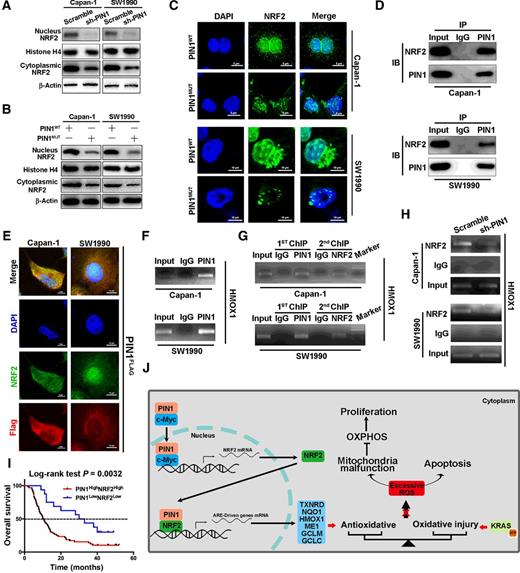 Figure 6. PIN1 promotes the nuclear translocation of NRF2 to increase the ARE activity. A and B, The nuclear and cytoplasmic fraction was extracted to examine the effect of PIN1 on the translocation of NRF2. C, Immunofluorescence analysis indicated that nuclear translocation of NRF2 was decreased in Capan-1 and SW1990 cells transfected with the PIN1MUT vector. D, Coimmunoprecipitation analysis of the interaction between PIN1 and NRF2 in pancreatic cancer cells. E, Double immunofluorescent staining revealed colocalization of the NRF2 and PIN1 proteins in Capan-1 and SW19990 cells. F and G, ChIP and re-ChIP experiments indicated that PIN1 and NRF2 synergistically occupied the same region on the promoter of HMOX1. H, Downregulation of PIN1 decreased the occupation by NRF2 on the promoter of HMOX1. I, Kaplan–Meier survival curve of patients with PDAC tissues with PIN1HighNRF2High (n = 64) and PIN1LowNRF2Low (n = 16) expression profiles. J, A working model illustrates the role of PIN1 in redox homeostasis in Kras-mutant pancreatic cancer cells.