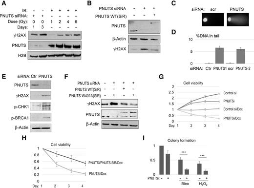 Figure 1. PNUTS functions as a multifaceted regulator of DNA repair. A, HeLa cells were transfected with control, nontargeting, or PNUTS siRNA (#1) for 1 day. The cells were then treated with IR at the indicated doses, incubated for 30 minutes, harvested, and analyzed by immunoblotting for γH2AX, PNUTS, and H2B. B, HeLa cells were transfected with PNUTS siRNA (#1) and siRNA-resistant (SiR) WT PNUTS, as indicated. The cell lysates were analyzed by immunoblotting for γH2AX, PNUTS, and β-actin. C and D, HeLa cells were treated with PNUTS siRNA (#1 and #2), as indicated. The comet assay was performed as described in Materials and Methods. Representative images are shown in C. The percentage of DNA in the tail section was quantified; the mean values and SDs are shown in D (N > 20). E, HeLa cells were treated with control or PNUTS siRNA (#1) for 1 day. The cell lysates were analyzed by immunoblotting for γH2AX, phospho-CHK1 (p-CHK1), phospho-BRCA1 (p-BRCA1), PNUTS, and β-actin. F, SCC38 cells were transfected with PNUTS siRNA (#1) and siRNA-resistant (SiR) WT or W401A PNUTS, as indicated. The cell lysates were analyzed by immunoblotting for γH2AX, PNUTS, and β-actin. G, SCC38 cells were treated with control or PNUTS siRNA (#1) at day 0, incubated with doxorubicin (Dox, 2 μg/mL) at day 1, and incubated for 3 days. Cell viability was determined and normalized to that of day 1. The mean value and SD were calculated from three independent experiments. H, SCC38 cells were treated with PNUTS siRNA (#1) and siRNA-resistant (SiR) PNUTS, as in G. These cells were then treated with doxorubicin (2 μg/mL) and incubated for 1–4 days. Cell viability was determined and normalized to that of day 1. The mean value and SD were calculated from three independent experiments. I, The colonogenic assay was performed as described in Materials and Methods. The numbers of colonies formed were normalized to the untreated control. The mean value and SD were calculated from three independent experiments. Statistical significance was analyzed using an unpaired two-tailed Student t test. ***, P < 0.001 was considered highly significant.