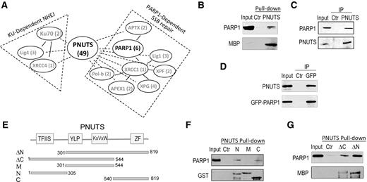 Figure 2. PNUTS associates with PARP1. A, PARP1 is a major binding partner of PNUTS. MBP-PNUTS pull-down was performed in Xenopus egg extracts and analyzed by mass spectrometry, as described in Materials and Methods. A number of DNA repair proteins were identified as binding patterns of PNUTS, as shown here with the numbers of peptides. B, MBP-PNUTS pull-down was performed as in A. Twenty percent extract input, control (ctr) beads pull-down, and MBP-PNUTS pull-down samples were analyzed by immunoblotting for PARP1 and MBP. C, PNUTS immunoprecipitation (IP) was performed in HeLa cell lysates. The lysate input at 20%, control immunoprecipitation with blank beads, and PNUTS immunoprecipitation products were analyzed by immunoblotting for PARP1 and PNUTS. D, GFP-PARP1 was expressed in HeLa cells. GFP immunoprecipitation was performed in cell lysates. The lysate input at 20%, control immunoprecipitation, and GFP immunoprecipitation products were analyzed by immunoblotting for PARP1 and PNUTS. E, The schematic diagram of Xenopus PNUTS mutants generated in this study. F, Three segments of Xenopus PNUTS (N, aa 1–305; M, aa 301–544; and C, 540–819) were tagged with GST, expressed, and purified. These recombinant proteins were incubated in Xenopus egg extracts, reisolated by pull-down. The extract input at 20%, control pull-down, and PNUTS N, M, and C pull-down samples were analyzed by immunoblotting for PARP1 and GST. G, Two segments of Xenopus PNUTS (ΔC, aa 1–544; ΔN, aa 301–819) were tagged with MBP, expressed, and purified. These recombinant proteins were incubated in Xenopus egg extracts, reisolated by pull-down. The extract input at 20%, control pull-down, and PNUTS ΔC and ΔN pull-down samples were analyzed by immunoblotting for PARP1 and MBP.
