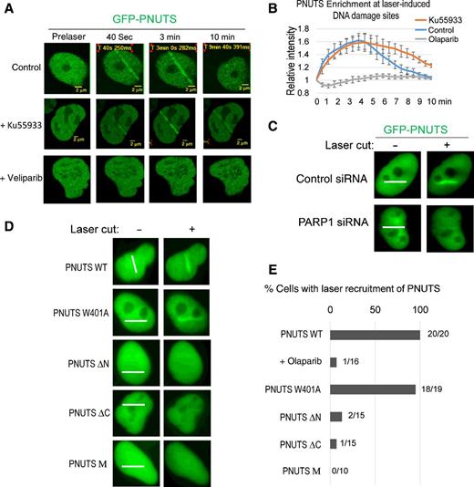 Figure 3. The recruitment of PNUTS to DNA damage sites is dependent on PARP1. A, GFP-PNUTS–expressing U2OS cells were microirradiated with laser (405 nm). The recruitment of GFP-PNUTS to laser-induced DNA damage is shown. PARP inhibition with veliparib (ABT-888, 10 μmol/L), but not ATM inhibition with Ku55933 (10 μmol/L), prevented the recruitment of PNUTS. B, The intensity of the GFP-PNUTS signal at laser-cut sites was normalized to that outside of the laser-cut sites for the relative enrichment of GFP-PNUTS. The mean values and SDs are shown (N = 5). C, HeLa cells treated with control or PARP1 siRNA were microirradiated by laser. The recruitment of GFP-PNUTS to laser-induced DNA damage site 3 minutes after the laser treatment is shown. The path of laser microirradiation is marked with white lines. The recruitment of GFP-PNUTS was largely absent in cells treated with PARP1 siRNA. Consistent findings were observed in more than 20 cells. D and E, HeLa cells expressing GFP-tagged WT, W401A, ΔN (aa 288–940), ΔC (1–904), and M (320–539) PNUTS were microirradiated by laser. The recruitment of these proteins 3 minutes after laser treatment is shown in D. The path of laser microirradiation is marked with white lines. Quantification of cells with laser recruitment is shown in E.