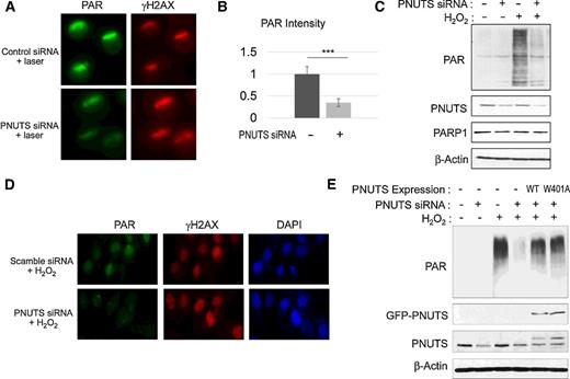 Figure 4. PNUTS is required for the induction of PARylation after DNA damage. A, HeLa cells with control or PNUTS siRNA (#1) were treated with laser microirradiation. Cells were analyzed 5 minutes after laser treatment by immunofluorescence for the induction of PARylation and γH2AX. B, The intensity of PARylation induction, as in A, was quantified and compared between control and PNUTS siRNA–treated cells. Mean values and SDs are shown (N > 10). Statistical significance was analyzed using an unpaired two-tailed Student t test. ***, P < 0.001 was considered highly significant. C, HeLa cells were treated with control or PNUTS siRNA (#1, for 1 day) and with H2O2 (for 5 minutes), as indicated. The induction of PARylation and the levels of PNUTS, PARP1, and β-actin are shown by immunoblotting. D, HeLa cells were treated with scramble or PNUTS siRNA (#2, for 1 day) and with H2O2 (for 5 minutes). Cells were analyzed by immunofluorescence for PAR and γH2AX. E, HeLa cells were treated with H2O2 and PNUTS siRNA (#1), as indicated. To rescue PNUTS expression, RNAi-resistant WT or W401A PNUTS was expressed. Immunoblotting of PAR, GFP, PNUTS, and β-actin is shown.