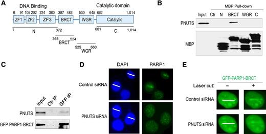 Figure 5. PNUTS knockdown impairs the recruitment of PARP1 to laser-induced DNA damage sites. A, The schematic diagram of PARP1 motifs and mutants. B, As described in Materials and Methods, four segments of PARP1 (N, aa 1–372; BRCT, aa 368–524; WGR, aa 525–660; and C, aa 661–1014) were tagged with MBP, expressed in BL21 cells, and purified. The recombinant proteins were incubated in HeLa cell lysates. Twenty percent input, control (ctr) pull-down, and PARP1 pull-down samples were analyzed by immunoblotting for PNUTS and MBP. C, As described in Materials and Methods, the BRCT domain of PARP1 was tagged with GFP and expressed in HeLa cells. GFP immunoprecipitation (IP) was performed. Twenty percent input, control immunoprecipitation, and GFP immunoprecipitation samples were analyzed by immunoblotting for PNUTS and GFP. D, HeLa cells with control or PNUTS siRNA (#1) treatment were microirradiated with 405 nm laser. The path of laser microirradiation is marked by white lines (left panels). The localization of PARP1 3 minutes after laser treatment is shown by immunofluorescence (right panels). More than 10 cells were examined. E, The BRCT domain of PARP1, tagged with GFP, was expressed in HeLa cells with control or PNUTS knockdown (#1). Cells were microirradiated with 405 nm laser and examined for the localization of GFP 3 minutes after laser treatment. More than 20 cells were examined.