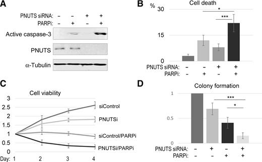 Figure 6. PNUTS targeting sensitizes the tumor cell response to PARP inhibition. A, SCC38 cells were treated with PNUTS siRNA (#1) and PARPi (olaparib, 10 μmol/L), as indicated. One day after the treatment, cells were harvested and analyzed by immunoblotting for active caspase-3, PNUTS, and α-tubulin. B, SCC38 cells were treated as in A and measured by the trypan blue exclusion assay for cell death. The mean value and SD were calculated from three independent experiments. Statistical significance was analyzed using an unpaired two-tailed Student t test. *, P < 0.05 was considered statistically significant; ***, P < 0.001 was highly significant. C, SCC38 cells were treated with PNUTS siRNA and olaparib as in A. The relative cell viability is shown. D, The colonogenic assay was performed as described in Materials and Methods. The numbers of colonies were normalized to the untreated control. The mean value and SD were calculated from three independent experiments. Statistical significance was analyzed using an unpaired two-tailed Student t test.