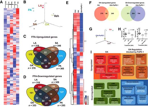 Figure 3. FFAs induce gene expression changes in breast cancer cells that are blocked by PaPE-1. A, Heatmap of RNA-seq analysis of gene expression changes induced by OA, PA, LA, and SA. MCF-7 cells were treated with vehicle or 100 nmol/L of each FFA for 24 hours. RNA was isolated and sequencing was performed using three samples from each treatment group. Differentially expressed genes were determined with P < 0.05 and expression fold change >2. B, Principal component analysis of gene expression data using differentially expressed genes list from A. C, Venn diagram analysis showing overlap of genes upregulated by different FFAs. D, Venn diagram analysis showing overlap of genes downregulated by different FFAs. E, RNA-seq analysis of gene expression changes induced by OA and OA + PaPE-1; heatmap of the genes with significant changed expression. MCF-7 cells were treated with vehicle or 100 nmol/L OA with and without 1 μmol/L PaPE-1 for 24 hours. RNA was isolated and RNA-seq was performed using two samples from each treatment group. Differentially regulated genes were determined with P < 0.05 and expression fold change >2. F, Venn diagram analysis. Venn diagram of the up- and downregulated genes by OA alone or in combination with PaPE-1. G, Principal component analysis of differentially expressed genes from E. H, Gene expression values of clusters from E regulated by OA and reversed by PaPE-1. The average gene expression level of cluster 1 (C1) and 2 (C2) identified as PaPE-1–regulated genes. I, Examples of OA-regulated genes. Some of the top functions of the involved genes are presented.