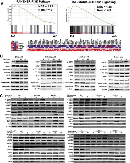 Figure 4. FFAs activate mTOR and PI3K pathway. A, Gene set analysis and identification of mTOR and PI3K pathway–related genes as targets of FFA action. Representative GSEA results and heatmaps for the genes that contribute to the enrichment score. Range of colors (red, pink, light blue, dark blue) correspond to range of expression values (high, moderate, low, lowest). B, Time course of protein phosphorylation induced by FFAs. MCF-7 cells were treated with 100 nmol/L OA, PA, LA, or SA for 0, 15, 45, or 90 minutes. Protein lysates were prepared using RIPA buffer. Phosphorylation and total protein levels of AKT, ERK1/ERK2, p70S6K, and 4EBP1 were examined by Western blot analysis. β-Actin was run as internal standard for each blot to ensure equal loading. Antibody signal from phosphorylated proteins was normalized relative to the signal from total protein. The experiment was repeated two times and representative blots are shown. C, Impact of pathway inhibitors on FFA-induced signaling pathway changes. MCF-7 cells were pretreated with DMSO vehicle (Ctrl), 1 μmol/L MEK inhibitor AZD6244, or 1 μmol/L mTOR inhibitor RAD001 for 30 minutes. Next, cells were treated with 100 nmol/L OA, PA, LA, or SA for 0, 15, or 45 with or without inhibitors. Protein lysates were prepared using RIPA buffer. Phosphorylation and total protein levels of AKT, ERK1/ERK2, p70S6K, and 4EBP1 were examined by Western blot analysis. The experiment was repeated two times and representative blots are shown.