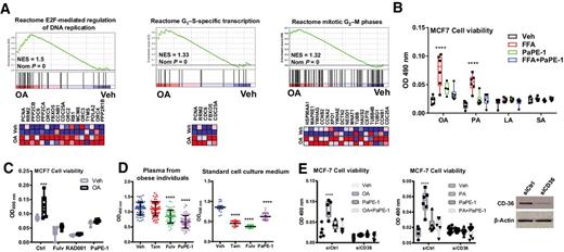 Figure 5. FFAs induce cell proliferation in an ERα- and CD36-dependent manner. A, Representative GSEA results for OA-induced and cell proliferation–associated gene sets and heatmaps for the genes that contribute to the enrichment score. Range of colors (red, pink, light blue, dark blue) corresponds to range of expression values (high, moderate, low, and lowest). B, Cell proliferation of MCF-7 cells in the presence of individual FFAs and PaPE-1. Cell proliferation was examined after treatment of cells with FFAs at 100 nmol/L and PaPE-1 at 1 μmol/L. Cells were treated for a week. Six replicates were used in each assay, and the experiment was repeated twice. A two-way ANOVA model was fitted to assess the contribution of ligand (vehicle or FFA) and PaPE-1 treatment on MCF-7 cell proliferation. When the main effects were statistically significant at α = 0.05, pairwise t tests with a Bonferroni correction were employed to identify whether treatment was statistically different from each other. ****, P < 0.0001. All the data from one representative experiment are plotted. C, Inhibition of OA-induced MCF-7 cell proliferation by ERα- and mTOR-targeting agents. Cell proliferation was stimulated by 100 nmol/L OA and was suppressed by adding 1 μmol/L fulvestrant (Fulv), mTOR inhibitor 1 μmol/L RAD001, and 1 μmol/L PaPE-1. In the above cell proliferation experiments, MCF-7 cells were treated in whole growth medium by adding the designated compounds. The treatment went for 6 days, and OD at 450 was measured by WST1 assay. The experiment was repeated twice with six technical replicates. A two-way ANOVA model was fitted to assess the contribution of ligand (vehicle or OA) and inhibitor (Ctrl, Fulv, RAD001, and PaPE-1) treatment on MCF-7 cell proliferation. When the main effects were statistically significant at α = 0.05, Sidak multiple comparisons test was employed to identify whether treatments were statistically different from each other. ***, P < 0.0001. All the data from one representative experiment are plotted. D, Inhibition of plasma-induced MCF-7 cell proliferation by 4-OH-tamoxifen (4-OH-tam), fulvestrant, and PaPE-1. The MCF-7 cells were treated with vehicle, 1 μmol/L 4-OH-tamoxifen, 1 μmol/L fulvestrant, and 1 μmol/L PaPE-1 for 6 days before WST-1 assay in 33% plasma from 63 obese individuals (left) and in standard cell culture with 5% FBS (right). There are three technical replicates for each plasma sample and 14 replicates for each treatment in standard cell culture media. A one-way ANOVA model was fitted to assess the contribution of ligands on plasma- or standard cell culture medium–induced MCF-7 cell proliferation. When the main effects were statistically significant at α = 0.05, pairwise t tests with a Bonferroni correction were employed to identify whether treatments were statistically different from each other. ****, P < 0.0001. E, Impact of CD36 knockdown on FFA-induced cell proliferation in MCF-7 cells. PPARα was knocked down using siRNA for 48 hours. Impact on OA- and PA-induced cell proliferation was assessed using WST1 assay. Experiment was repeated twice with six technical replicates. A two-way ANOVA model was fitted to assess the contribution of ligand (vehicle, OA, or PA) and siRNA (siCtrl or siCD36) treatment on MCF-7 cell proliferation. When the main effects were statistically significant at α = 0.05, pairwise t tests with a Bonferroni correction were employed to identify whether treatments were statistically different from each other. ****, P < 0.0001. All the data from a representative experiment are plotted.