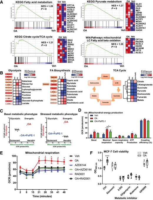 Figure 6. FFA treatment induces metabolic reprogramming in breast cancer cells. A, Examples of GSEA results of metabolic pathways. Representative GSEA results and heatmaps for the genes that contribute to the enrichment score. Range of colors (red, pink, light blue, dark blue) corresponds to range of expression values (high, moderate, low, lowest). B, Metabolomics analysis of MCF-7 cells. MCF-7 cells were treated in triplicate using vehicle, 100 nmol/L OA with/without 1 μmol/L PaPE-1 for 24 hours before harvest in cold methanol. Three biological replicates were pooled and submitted for whole metabolite analysis. Data are shown for specific metabolic pathways identified by GSEA analysis and Metscape plugin of Cytoscape. For glycolysis, fatty acid biosynthesis and TCA cycle levels of affected substrates and their position in the pathway are shown. Red indicates upregulation and blue indicates downregulation of the abundance of indicated metabolite in the associated pathways. C, Cell metabolic phenotype assay using the Seahorse Cell Energy Phenotype Kit. Cells treated with vehicle, OA, and OA + PaPE-1 for 24 hours were tested for the energy phenotype at basal level (left) and under metabolic stress upon inhibition of glycolysis or mitochondrial activity (right). Each experiment was replicated twice with three technical replicates. Results from a representative experiment are shown. D, OA treatment increases basal and maximal respiration as well as ATP production. Mitochondrial energy production was measured using the Mitostress kit. Cells were treated in the same way as in Fig. 6C. Various mitochondrial respiration parameters were calculated, as described in Mitostress assay. A two-way ANOVA model was fitted to assess the contribution of ligands on basal and maximal respiration, spare respiration capacity, ATP production, and coupling efficiency. When the main effects were statistically significant at α = 0.05, a Tukey multiple comparisons test was employed to identify whether treatments were statistically different from each other. *, P < 0.05; **, P < 0.0001; ****, P < 0.0001. Each experiment was replicated twice with three technical replicates. Results from a representative experiment are shown. E, OA-dependent mitochondrial respiration changes are mediated through mTOR and MAPK signaling pathways. MCF-7 cells were treated with 100 nmol/L OA in the presence or absence of 1 μmol/L AZD6244 or RAD001 for 24 hours. Mitochondrial respiration was measured using Seahorse Cell Energy Phenotype Kit. A two-way ANOVA model was fitted to assess the contribution of FFAs to oxygen coupling rate (OCR) over time. When the main effects were statistically significant at α = 0.05, a Dunnett multiple comparisons test was employed to identify whether treatments were statistically different from vehicle. *, P < 0.05. Each experiment was repeated twice with three technical replicates. F, MCF-7 cell viability assay in the presence of OA and various metabolic pathway inhibitors. MCF-7 cells were treated with vehicle or 100 nmol/L OA in the presence or absence of 4 μmol/L etomoxir, 1 mmol/L 2-DG, 50 nmol/L oligomycin, 20 nmol/L rotenone, or 2 μmol/L UK5099 for 6 days. Treatments were repeated on day 3, and cell viability was measured using MTS assay on day 6. A two-way ANOVA model was fitted to assess the contribution of inhibitors on OA-induced cell viability. When the main effects were statistically significant at α = 0.05, a Tukey multiple comparisons test was employed to identify whether treatments were statistically different from each other. ****, P < 0.0001. All the data are plotted.