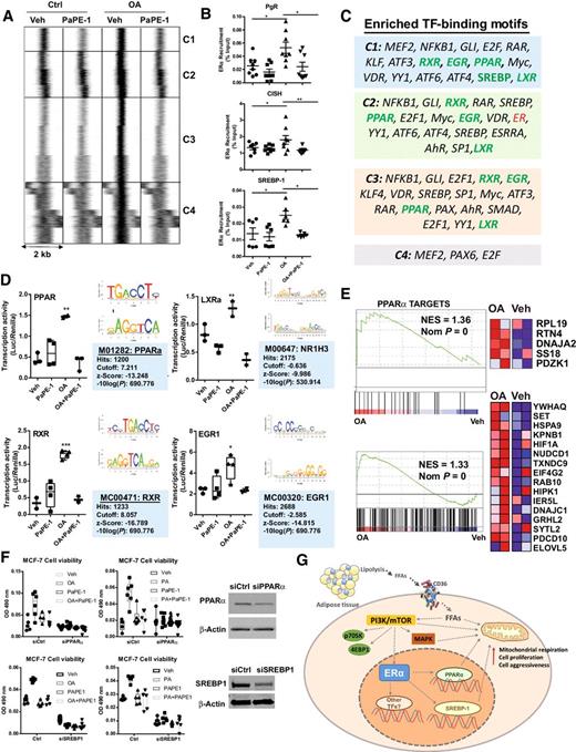 Figure 7. FFA treatment induces recruitment of ERα to chromatin. A, Recruitment of ERα to chromatin in the presence of PaPE-1, OA, and OA + PaPE-1. MCF-7 cells were treated with vehicle and 100 nmol/L OA with or without 1 μmol/L PaPE-1 for 45 minutes. ERα–DNA complexes were pulled down using ERα antibodies. Three biological replicates were pooled and sequenced. Clustering of ERα-binding sites in treatments of vehicle (0.1% EtOH), PaPE-1 (1 μmol/L), OA (100 nmol/L), and OA (100 nmol/L) + PaPE-1 (1 μmol/L) was done using seqMINER software. Binding sites whose ERα occupation increased upon OA treatment are shown. The ERα-binding sites were separated into four clusters of characteristic patterns: C1, C2, C3, and C4. B, Validation of effect of OA and PaPE-1 on the ERα binding at regulatory region of PgR, CISH, and SREBP1C using ChIP-qPCR. MCF-7 cells were treated with vehicle and 100 nmol/L OA with or without 1 μmol/L PaPE-1 for 45 minutes. ERα–DNA complexes were pulled down using ERα antibodies. Recruitment of ERα to PgR (chr11:100,904,522-100,905,458), CISH (chr3:50,642,336-50,643,191), and SREBP1 (chr17:17,743,329-17,743,912) sites was quantified by qPCR. The experiment was repeated three times with at least duplicates each time. Mean ± SEM is plotted. A one-way ANOVA model was fitted to assess the contribution of ligand (vehicle or OA) and inhibitor (Ctrl, PaPE-1) treatment on MCF-7 cell proliferation. When the main effects were statistically significant at α = 0.05, pairwise t tests with a Bonferroni correction were employed to identify whether treatments were statistically different from each other. *, P < 0.05; **, P < 0.01. All the data are plotted. C, Transcription factor (TF)-binding site enrichment was identified using Seqpos tool from Cistrome/Galaxy for clusters of C1, C2, C3, and C4. D, Changes in the transcriptional activities of various transcription factors in the presence of OA and OA+PaPE-1. 45 pathway Cignal Finder Assay was used to transfect MCF-7 cells with indicated luciferase construct for 24 hours. Cells were treated with vehicle and 100 nmol/L OA with or without 1 μmol/L PaPE-1 for 24 hours before measurement by luciferase assay. The experiment was replicated two times with technical duplicates. The transcription factor activity, transcription factor motif, and statistics are shown in detail for PPAR, LXRα, RXR, and EGR1. An unpaired t test was used to assess the impact of treatment (OA) and inhibitor (PaPE-1) on transcription factor activity in MCF-7 cells. *, P < 0.05; **, P < 0.01; ***, P < 0.001. All the data are plotted. E, GSEA example of PPARα and SREBP1 target genes that are regulated by OA. Representative GSEA results and heatmaps for the genes that contribute to the enrichment score. Range of colors (red, pink, light blue, dark blue) corresponds to range of expression values (high, moderate, low, lowest). F, Impact of PPARα (top) or SREBP-1 (bottom) knockdown on FFA-induced cell proliferation in MCF-7 cells. PPARα and SREBP1 were knocked down using siRNA for 48 hours. Impact on OA- and PA-induced cell proliferation was assessed using WST1 assay. Experiment was repeated twice with six technical replicates. A two-way ANOVA model was fitted to assess the contribution of ligand (vehicle, OA, or PA) and siRNA (siCtrl or siPPARα) treatment on MCF-7 cell proliferation. When the main effects were statistically significant at α = 0.05, pairwise t tests with a Bonferroni correction were employed to identify whether treatments were statistically different from each other. All the data are plotted. G, Proposed mechanism for obesity-associated postmenopausal ER+ breast cancer. Because of increased lipolysis from adipocytes, circulating FFA levels increase in plasma. FFAs are taken up by breast cancer cells in a CD36-dependent manner, which results in activation of mTOR and MAPK signaling and ERα recruitment to chromatin to increase transcriptional activity of factors that regulate cancer cell metabolism. Overall, these upstream events increase mitochondrial respiration, cell proliferation, and aggressiveness for breast cancer cells.
