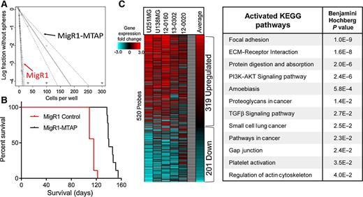 Figure 2. MTAP deletion promotes tumorigenesis and alters gene expression in GBM cells. A, Restoration of MTAP in patient-derived GBM cells (13-0302) results in reduced sphere-forming capacity. MigR1-Control stem cell frequency is 1/3.68 cells (95% CI, 1/2.83–1/4.84), MigR1-MTAP stem cell frequency is 1/44.18 cells (95% CI, 1/32.91–1/59.36), χ2 = 138, P = 5.76 × 10−32, analyzed using extreme limiting dilution analysis. B, Restoration of MTAP expression in MTAP-null patient-derived GBM cells (13–0302) resulted in prolonged survival (140 vs. 116 days median survival) after intracranial transplantation into immunocompromised (NSG) mice (n = 9 animals/arm; Wilcoxon test, P < 1 × 10−4). C, Heatmap showing relative gene expression fold change in MTAP-null cells compared with MTAP-expressing cells of each of the indicated isogenic cell pairs. Included are 520 genes with significantly different expression across all 5 isogenic cell pairs. Right, DAVID analysis of upregulated genes (319 probes) in MTAP-null cells shows significant enrichment of numerous activated KEGG pathways.