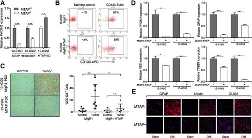 Figure 3. MTAP deletion is associated with altered expression of CD133 and stemness markers in GBM cells. A, Restoration of MTAP in MTAP-null GBM cells resulted in significantly decreased PROM1 transcription, and MTAP knockout in MTAP WT GBM cells resulted in PROM1 transcription upregulation (n ≥ 6; t test; **, P < 0.005; ***, P < 5 × 10−4). B, Flow cytometry confirmed decreased surface CD133 expression following MTAP restoration. C, IHC of CD133 in GBM xenografts showed that differential CD133 expression based on MTAP status was maintained in vivo. Representative images (left) and quantification of individual slides (right) are shown (n = 6 slides from three separate xenografts; t test, *, P < 0.05; **, P < 0.01; error bars, SD). D, Patient-derived GBM cell lines were cultured in differentiation culture conditions, and the indicated markers of cell stemness and lineage were measured (data from two independent experiments; t test, *, P < 0.05; **, P < 0.005; ***, P < 5 × 10−4; n.s., not significant, error bars, SEM). E, Immunofluorescence of selected stemness markers in 12-0160 patient-derived isogenic GBM cell lines confirms RT-PCR result, demonstrating the ability of MTAP-null cells to differentiate into multiple lineages. Stem cell or differentiation (diff.) culture conditions are indicated.