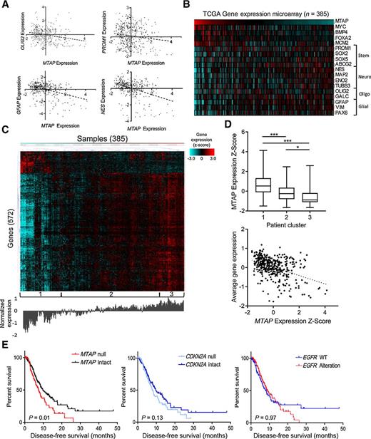 Figure 4. MTAP expression is correlated with altered gene expression profiles and decreased survival in patients with GBM. A, Gene expression data from TCGA show significant correlation between MTAP expression and various stemness/differentiation markers (n = 385; OLIG2 R2 = 0.06, P < 1 × 10−4; PROM1 R2 = 0.02, P = 0.005; GFAP R2 = 0.16, P < 1 × 10−4; Nestin R2 = 0.17, P < 1 × 10−4). B, Heatmap showing expression of MTAP and assorted stemness/differentiation genes from TCGA gene expression dataset, n = 385 samples. C, Heatmap showing gene expression (Z-score) of the most differentially expressed genes between low– and high–MTAP-expressing cases in TCGA GBM dataset. Genes were selected using a t test comparing the expression of 12,400 genes available in the Affymetrix microarray platform between 33% of patients with lowest MTAP expression (128 patients) and 33% of patients with highest MTAP expression and selecting all genes with P < 4 × 10−6. Unsupervised hierarchical clustering revealed clusters labeled at the bottom. Average expression level for the included genes is shown below the heatmap. D, Average MTAP expression (top) was calculated for the three clusters labeled in C with a t test, *, P < 0.05; ***, P < 0.001; whiskers show min to max. A simple regression analysis (bottom) shows a significant correlation between MTAP expression and overall gene expression levels in this gene set (R2 = 0.19, P = 2.2 × 10−16). E, Data from 281 TCGA GBM patients show a significant decrease in progression-free survival among patients with MTAP deletion (left; log-rank P = 0.01, median survival 7.4 vs. 9.7 months) but not with CDKN2A deletion (middle; log-rank P = 0.13) or EGFR amplification (right; log-rank P = 0.97). See Supplementary Fig. S6 for mutation cooccurrence.