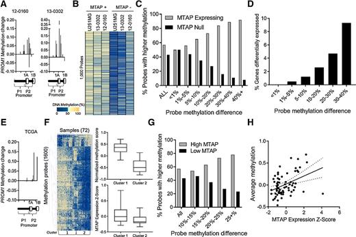 Figure 5. MTAP deletion results in functional DNA methylation changes. A, Methylation probes in the PROM1 promoter have increased methylation beta value after MTAP restoration in GBM cell lines. B, Analysis of the most differentially methylated loci between isogenic in vitro cultures measured by the MethylationEPIC 850k array shows a pattern of hypomethylation in MTAP-null cells. C, Genes were sorted into bins based on the average methylation difference between MTAP-expressing and MTAP-null isogenic cell pairs (12-0160, 13-0302, U251MG). Bars represent the percent of probes in each bin represented by either the MTAP-expressing (gray) or MTAP-null (black) cell. Genomic loci with a high methylation difference between isogenic pairs are more likely to be hypomethylated in MTAP null cells. D, Percentage of genes with greater than 2-fold expression change based on degree of methylation change (x-axis) following change of MTAP status in isogenic cell pairs. E, Analysis of the PROM1 promoter in TCGA dataset using the illumina 450k methylation array shows higher methylation in samples with high MTAP expression compared with samples with low MTAP expression, n = 72 samples. F, Heatmap shows 1,600 methylation probes selected using a t test comparing the 24 patients with lowest MTAP expression with the 24 patients with highest MTAP expression (N = 72 patients total). All probes with a Bonferroni-corrected P value < 4 × 10−6 were included, without direction bias. Unsupervised hierarchical clusters were analyzed for average methylation across all genes (top right; t test, P < 1 × 10−6) and for average MTAP gene expression (bottom right; Kruskal–Wallis, P < 1 × 10−4). G, Methylation 450k array data from 72 TCGA patients. For each CpG locus, average methylation between the 24 patients with lowest MTAP expression was compared with average methylation of 24 patients with highest MTAP expression. H, Methylation values for all CpGs that have at least a 15% differential methylation identified in G were averaged together for each of the 72 samples and compared with MTAP expression, showing a significant positive correlation between MTAP expression and DNA methylation (correlation coeffecient = 0.44, R2 = 0.19, P = 3 × 10−4).