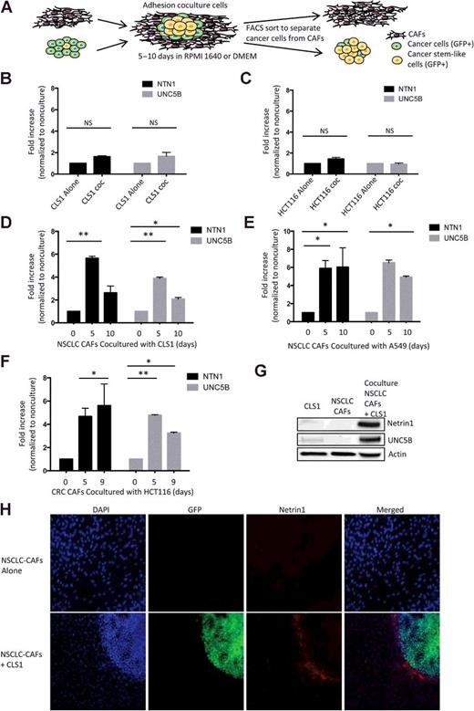 Figure 2. CAFs upregulate netrin-1 and UNC5B when cocultured with cancer cells. A, A schematic illustration of coculture model. After 5–10 days of coculture maintained in RPMI 1640 (for CLS1-GFP cells) or DMEM (for A549-GFP and HCT116-GFP cells), FACS sorter was used to separate GFP-positive cancer cells from GFP-negative CAFs. B, Expression of netrin-1 (NTN1) and UNC5B was quantified by qRT-PCR in CLS1-GFP cancer cells cocultured with lung CAFs (coc) for 5 days, followed by FACS sorting. C, Expression of netrin-1 and UNC5B was quantified by qRT-PCR in HCT116-GFP cancer cells cocultured with colorectal CAFs for 5 days, followed by FACS. No significant change was observed in cocultured CLS1 cells or in cocultured HCT116 cells, compared with non-cocultured conditions (cancer cell alone). Expression of netrin-1 and UNC5B was measured by qRT-PCR, respectively, in lung CAFs (D and E) and colon CAFs (F) after FACS sorting. D, Lung CAFs cocultured with CLS1-GFP cells for 5 and 10 days. E, Lung CAFs cocultured with A549-GFP cells 5 and 10 days. F, Colorectal CAFs cocultured with HCT116-GFP cells 5 and 10 days. G, Netrin-1 and UNC5B expression was measured by immunoblotting after 8 days of coculture CLS1/CAFs. H, Netrin-1 expression was detected by immunofluorescence staining in lung CAFs cultured alone and CSL1/CAF after 8 days of coculture. Nuclei are visualized with DAPI staining (blue). Green-GFP staining, CLS1 cancer cells. Red, netrin-1 staining. Error bars, SEM; P values, two-tailed unpaired Student t test from at least three independent experiments. *, P < 0.05; **, P < 0.01; NS, nonsignificant.