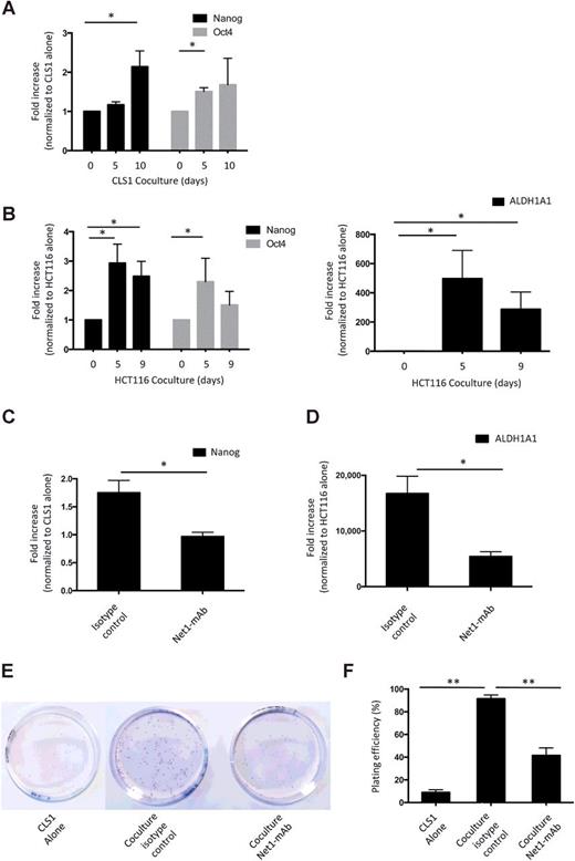 Figure 3. Interference with CAF-produced netrin-1 inhibits cancer stemness. qRT-PCR results of various stemness markers (Nanog, Oct4, and ALDH1A1) in cocultured CLS1 or HCT116 cells. A, Expression of Nanog and Oct4 in CLS1 cells cocultured with lung CAFs for 5 and 10 days. B, Expression of Nanog, Oct4, and ALDH1A1 in HCT116 cells cocultured with colorectal CAFs for 5 and 9 days. C, Expression of Nanog in cocultured CLS1 cells in the absence or presence of the Net1–mAb (20 μg/mL for 7 days) compared with isotype control was decreased in Net1–mAb–treated cocultured cells. D, Expression of ALDH1A1 in cocultured HCT116 cells in the absence or presence of the Net1–mAb (20 μg/mL for 7 days) compared with isotype control was decreased in Net1–mAb–treated cocultured cells. E, Clonogenic assay. Digital images showing colonies produced by CLS1 cells alone and cocultured with NSCLC CAFs with and without Net1–mAb treatment (20 μg/mL for 7 days) following plating 200 CLS1 cells in 6-cm petri dishes and 7 days of incubation. F, Plating efficiency was compared among different culture conditions and treatments. Error bars, SEM; P values, two-tailed unpaired Student t test from three to four independent experiments. * P < 0.05; **, P < 0.01.