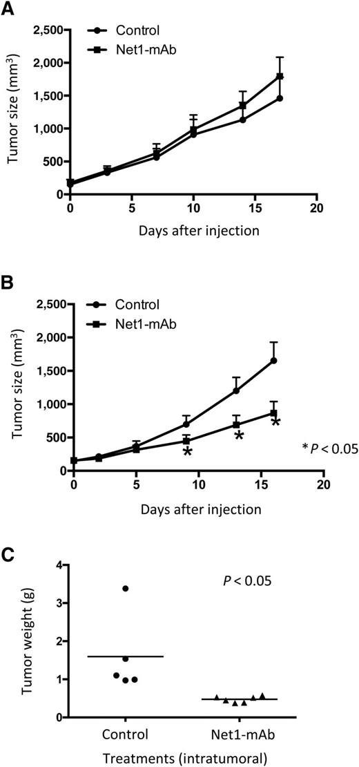 Figure 4. Production of netrin-1 by CAFs contributes to tumor growth. A, Two million of CSL1 cells cultured alone were engrafted subcutaneously in SCID mice. Tumors, with a size between 150–230 mm3, were randomly treated either with Net1–mAb (100 μg per mice) or with vehicle intratumorally for 8 consecutive days. B, Same procedure as described in A, but 2 × 106 of CLS1/CAF cocultured cells were engrafted subcutaneously in SCID mice. Significant growth inhibition caused by Net1–mAb was observed in the engraftment with CLS1/CAF, but not in CLS1 alone, indicating that netrin-1 produced by CAFs played a role in tumor growth. C, Tumor weight was measured 1 day after the last Net1–mAb injection. Tumors treated with Net1–mAb were significantly smaller compared with controls. Three independent in vivo experiments were carried out with 5–12 mice per each experimental group. Results from only one single experiment are presented here in this figure. Error bars, SEM; P values were determined by two-tailed unpaired Student t test.