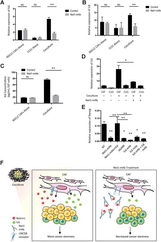 Figure 5. Netrin-1 produced by CAFs has an impact on IL6 to promote cancer stemness. A, Expression of IL6 was measured by qRT-PCR in CSL1 alone, lung CAFs alone, and coculture (CLS1/CAFs) with or without treatment of Net1–mAb (20 μg/mL) for 7 days. B, Same as A, but IL8 mRNA was measured. C, Protein expression of IL6 was measured by ELISA in the supernatant of NSCLC CAFs alone and coculture (8 days of coculturing CLS1/CAFs) treated with and without Net1–mAb (20 μg/mL for 7 days). D, Same as A but CAFs (GFP-negative) and CSL1 cells (GFP-positive) were sorted before analysis of IL6 expression by qRT-PCR. E, Expression of Nanog (qRT-PCR) in CSL1/CAFs coculture treated 7 days with Net1–mAb (20 μg/mL), recombinant human IL6 protein (rIL6, 10 ng/mL), AG490 (50 μmol/L for 24 hours and decreased to 10 μmol/L for another 6 days), IL6–mAb (10 μg/mL), IL8–mAb (10 μg/mL), and combination of IL6–mAb and IL8–mAb (same concentration). Data are representative of at least three independent experiments. Error bars, SEM; P values were determined by two-tailed unpaired Student t test. F, Proposed scheme model showing the paracrine cross-talk between CAFs and cancer cells that may contribute to cancer stemness. Netrin-1 secreted by cocultured CAFs was required for the production of IL6 by CAFs, which in turn triggered an increase of cancer stemness. Interfering netrin-1 expression in tumor microenvironment with Net1–mAb resulted in decreased IL6 expression and consequently reduced cancer stemness. *, P < 0.05; **, P < 0.01; NS, nonsignificant.