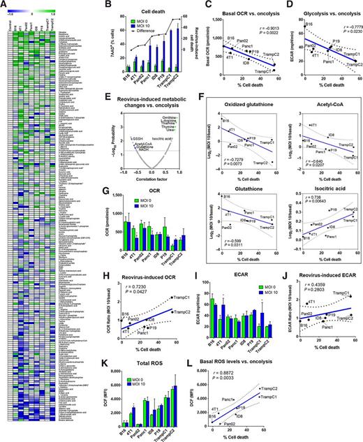 Figure 1. Oncolytic reovirus alters metabolism in a wide range of cancer cells. HILIC-MS–based metabolomics on cancer cells ± reovirus (MOI 10) 24 h.p.i. A, Heatmap representing reovirus-induced metabolite changes. B, Percentage of dead cells caused by reovirus (MOI 10), 72 h.p.i. C, Correlation between OCR 24 h.p.i and oncolysis (MOI 10) at 72 h.p.i. D, Correlation between ECAR 24 h.p.i and oncolysis at 72 h.p.i. E and F, The correlation value (r) and −log10 probability of reovirus-induced metabolite changes compared with oncolysis (E), with examples (F). G, OCR ± reovirus, 24 h.p.i. H, Reovirus-induced OCR at 24 h.p.i. compared with oncolysis at 72 h.p.i. I. ECAR ± reovirus, 24 h.p.i. J, Reovirus-induced ECAR (24 h.p.i.) compared with oncolysis (72 h.p.i.). K, ROS as represented by mean fluorescence intensity (MFI) of DCFH-DA (DCF). L. Correlation between basal ROS and oncolysis caused by reovirus (MOI 10) at 72 h.p.i. * P < 0.05 as compared with noninfected cells. Values represent mean of at least three independent experiments; error bars, SD.