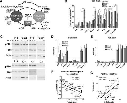 Figure 2. DCA, a PDK inhibitor, enhances reovirus-induced cytotoxicity in cancer cells. A, Schematic representing DCA-mediated inhibition of PDK. B, Percentage of dead cells following reovirus infection (MOI 10) ± DCA (20 mmol/L) 72 h.p.i. C, Representative immunoblot of pPDH at serine 293, PDH, and actin in cancer cells ± reovirus (MOI 1, 10) 24 h.p.i. D and E, pPDH/PDH or PDH/actin quantification, with all values normalized to a standard loading control (loading control is represented by a dotted line). Values represent the mean of three independent experiments. F and G, Reovirus induced changes in pPDH/PDH or PDH/actin at 24 h.p.i. compared with oncolysis at 72 h.p.i. *, P < 0.05; error bars, SD.