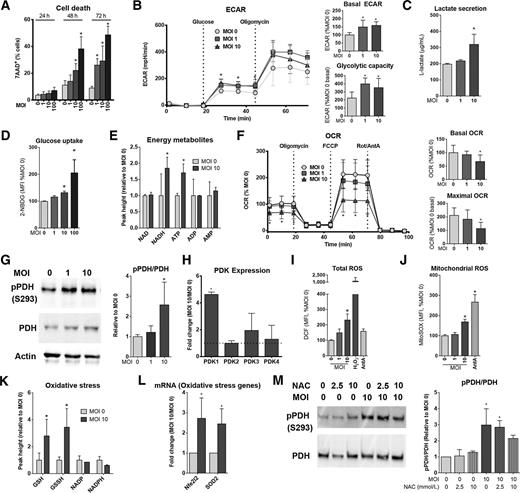 Figure 3. Reovirus infection causes an oxidative stress–dependent inhibition of PDH in 4T1 cells. A, Percentage of dead cells following reovirus infection (MOI 1, 10, or 100) compared with control (MOI 0), 24, 48, or 72 h.p.i. B, ECAR of 4T1 cells infected ± reovirus (MOI 0, 1, or 10) 24 h.p.i. after subsequent injections of glucose and oligomycin. C, Extracellular lactate production by 4T1 cells, cultured ± reovirus (MOI 1 or 10) 24 h.p.i. D, MFI of 2-NBDG uptake in 30 minutes by 4T1 cells ± reovirus (MOI 1, 10, or 100) 24 h.p.i. E, Relative metabolite levels normalized against noninfected 4T1 cells (MOI 0). F, OCR of 4T1 cells infected ± reovirus (MOI 1 or 10) 24 h.p.i. after subsequent injections of oligomycin, FCCP, and a combination of rotenone and antimycin A. G, Representative immunoblot of pPDH, PDH, and actin in 4T1 cells treated ± reovirus (MOI 1 or 10). pPDH/PDH quantification. H, mRNA levels of Pdk1-4 after reovirus infection compared with noninfected cells (dotted line) normalized per GAPDH mRNA levels. Total (I) and mitochondrial (J) ROS. Treatment (30 minutes) of 4T1 cells with hydrogen peroxide (1 mmol/L) and antimycin A (5 μmol/L, AntA) as positive controls. K, Relative metabolite levels normalized against noninfected 4T1 cells. L, mRNA levels normalized per GAPDH mRNA levels. M, Representative immunoblot of pPDH, total PDH, and actin in 4T1 cells treated with or without reovirus (MOI 10) ± NAC (2.5 or 10 mmol/L). Bar graph quantifying pPDH/PDH. *, P < 0.05 as compared with noninfected cells. Bar graphs, the means of a minimum of three independent experiments; error bar, SD.