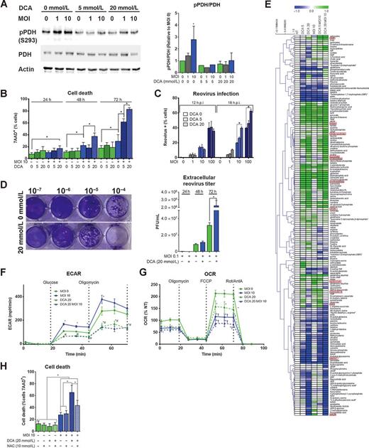 Figure 4. Dichloroacetate prevented reovirus-induced increase in glycolysis and enhanced the efficacy of oncolysis in an oxidative stress–dependent mechanism. A, Representative immunoblot detecting levels of pPDH, total PDH, and actin in 4T1 cells treated ± reovirus (MOI 1 10) in combination ± DCA (5 or 20 mmol/L) for 24 hours. pPDH/PDH levels quantitated and normalized to nontreated cells. B, Cell death analysis of 4T1 cells treated ± reovirus (MOI 10) in combination ± DCA (5 or 20 mmol/L) for 24, 48, or 72 hours. C, Percent of 4T1 cells that were infected with reovirus 12 and 18 h.p.i. D, Extracellular reovirus titer of conditioned media from 4T1 cells, ± reovirus (MOI 0.1) for 24, 48, or 72 hours. A representative image of crystal violet–stained L cells from 72 h.p.i. The dilution range of 10−7–10−4 is shown. E, Metabolite levels of 4T1 cells treated with DCA (5 or 20 mmol/L) and infected with reovirus (MOI 10), 24 h.p.i., are represented by a heatmap. Metabolites highlighted by a red rectangle are discussed in the text. F, ECAR of 4T1 cells infected ± reovirus (MOI 10) in combination ± DCA (20 mmol/L) for 24 hours after subsequent injections of glucose and oligomycin. G, OCR of 4T1 cells ± reovirus (MOI 10) ± DCA (20 mmol/L) for 24 hours after subsequent injections of oligomycin, FCCP, and a combination of rotenone and antimycin A. H, Cell death of 4T1 cells infected ± reovirus (MOI 10) and ± DCA (20 mmol/L) ± NAC (10 mmol/L). *, P < 0.05. Bar graphs, the means of a minimum of three independent experiments; error bars SD.