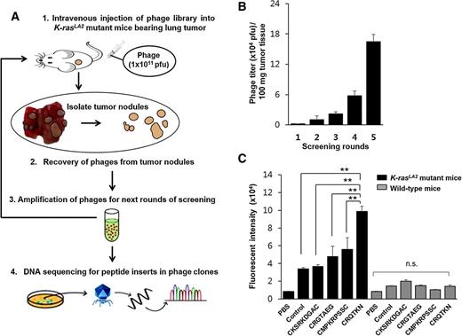 Figure 1. In vivo biopanning of phage library for peptides that home to lung tumors in K-rasLA2 mutant mice. A, Biopanning scheme. K-rasLA2 mutant mice bearing lung tumors were intravenously injected with a phage library (1 × 1011 pfu) displaying random peptides. After 15 minutes of circulation, mice were sacrificed and lung tumor nodules were isolated. Phages that homed to lung tumor nodules were collected and amplified for next round of biopanning. After 5 rounds of biopanning, the DNA inserts of selected phage clones were sequenced. B, Enrichment of phage titers. Data are phage titers (×104 pfu) per 100 mg tumor tissues determined after each round. C, Tumor homing of peptides. Four candidate peptides labeled with FPR675 NIR fluorescence dye were intravenously injected into tumor-bearing mice (PBS, n = 10; control peptide, n = 8; CKSRKDGAC, n = 3; CRGTAEG, n = 6; CMPKRPSSC, n = 6; CRQTKN, n = 14) or wild-type mice (n = 3 per group). After 4 hours of circulation, lungs were isolated, and ex vivo fluorescence intensities of lungs of tumor-bearing and wild-type mice were measured. Data are presented as mean ± SE. **, P < 0.01; n.s., not significant.