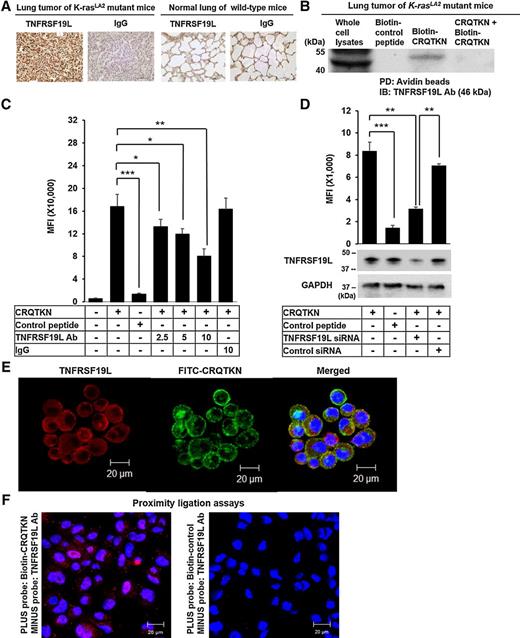 Figure 5. Identification of TNFRSF19L as the receptor for the CRQTKN peptide in lung tumor. A, Immunohistochemistry of lung tumors from K-rasLA2 mutant mice and normal lung tissues of wild-type mice. Magnifications, ×400. B, Pull-down assays. Cell lysates of cells isolated from lung tumor tissues were incubated with 10 μmol/L of biotin-labeled CRQTKN or control peptide and then with avidin beads for pull-down (PD), followed by immunoblotting (IB) with the antimouse TNFRSF19L antibody. C, Competition assays. Cells isolated from lung tumors were incubated with 10 μmol/L of FITC-labeled CRQTKN and control peptide with or without pretreatment with the indicated concentrations (μg/mL) of the antimouse TNFRSF19L antibody or IgG control, followed by flow cytometry. D, Knockdown assays. H226 human lung tumor cells were transfected with TNFRSF19L or control siRNA and then incubated with 10 μmol/L of FITC-labeled CRQTKN or control peptide, followed by flow cytometry. E, Colocalization assays. H226 cells were incubated with 10 μmol/L of FITC-CRQTKN peptide (green), antihuman TNFRSF19L antibody (red), and DAPI for nuclear staining (blue) and were observed under a confocal microscope. F, Proximal ligation assays (PLA). H226 cells were incubated with 10 μmol/L of biotin-labeled CRQTKN or control peptide, followed by streptavidin and then with PLA PLUS probe. Cells were also incubated with the anti-TNFRSF19L antibody and then with PLA MINUS probe. Samples were subjected to ligation and amplification reaction for detection (red) under a confocal microscope. Nuclei were stained with DAPI (blue). Scale bars, 20 μm. *, P < 0.05; **, P < 0.01; ***, P < 0.001.