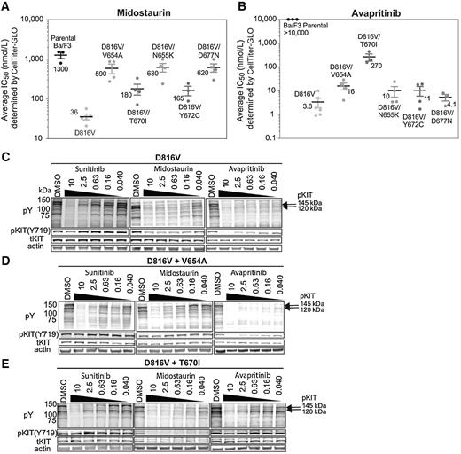 Figure 2. Midostaurin and avapritinib display nonoverlapping resistance profiles. Average IC50s of midostaurin (A) and avapritinib (B) in Ba/F3 cells expressing the D816V allelic series. Each data point represents one experiment done in triplicate. The average IC50 of at least three separate experiments is shown in nanomolar (nmol/L). Western blot analysis of total phosphotyrosine (pY) and pKIT in Ba/F3 KIT D816V (C), Ba/F3 KIT D816V/V654A (D), and Ba/F3 KIT D816V/T670I (E) cells treated with sunitinib, midostaurin, and avapritinib (0.040–10 μmol/L). Molecular weights are indicated adjacent to pY blots.