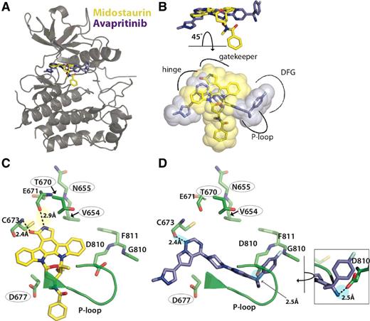 Figure 4. Molecular docking studies predict midostaurin and avapritinib have nonoverlapping interactions with several residues in the active site of KIT D816V. A, Model of KIT D816V (gray) with docked poses of midostaurin (yellow) and avapritinib (blue). B, Comparison of docked binding poses of midostaurin and avapritinib. Pockets within the KIT D816V active site are represented by black curves labeled with corresponding structural features. C and D, Model of the binding positions of midostaurin (C) and avapritinib (D) in relation to residues V654, N655, T670, and D677 (circled), as well as the DFG motif and the P-loop. Predicted hydrogen bond between avapritinib and D810 of the DFG motif (inset; D). For the sake of clarity, only atoms discussed in the text, or backbone atoms between adjacent residues, are shown in C and D. See Supplementary Fig. S6 for more details on predicted binding pocket.