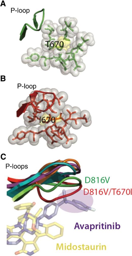 Figure 5. The presence of the T670I gatekeeper mutation is predicted to induce a distant conformational change in the P-loop. Analysis of all residues within 4 Å of residue 670 (yellow) in D816V/T670 (A) and D816V/T670I (B). C, Models comparing the P-loop conformation of KIT D816V/T670I (red) to the P-loop of KIT D816V (green) and the double mutants, D816V/V654A (orange), D816V/N655K (teal), and D816V/D677N (magenta). The pocket where the fluorophenyl moiety of avapritinib binds in the docked model is shown as a purple circle.