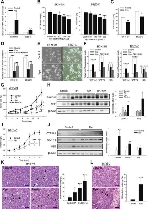 Figure 3. Kynurenine promotes neural differentiation of neuroblastoma cells and suppresses neuroblastoma tumor growth. A, SK-N-SH and BE(2)-C cells were treated with 200 μmol/L kynurenine (Kyn) for 24 hours. CYP1A1 mRNA expression level was analyzed by SYBR Green real-time PCR. B, SK-N-SH and BE(2)-C cells were treated with indicated concentrations of kynurenine for 72 hours. Cell viability was determined by MTT assay. C, SK-N-SH and BE(2)-C cells were treated with 200 μmol/L of kynurenine for 72 hours. Cell viability was determined by cell counting with Trypan blue staining. D, SK-N-SH and BE(2)-C cells were treated with kynurenine (200 μmol/L) or CH223191(10 μmol/L) for 72 hours. The expression levels of MYCN were analyzed by SYBR Green real-time PCR. E, SK-N-SH and BE(2)-C cells were treated with 200 μmol/L of kynurenine for 72 hours. Neurite outgrowth was apparent after kynurenine treatment. F, Total RNA was collected 24 hours after kynurenine (200 μmol/L) or CH223191(10 μmol/L) treatment. The mRNA expression level of CYP1A1, GAP-43, and NSE were analyzed by SYBR Green real-time PCR. G, stNB-V1 cells were xenotransplanted to BALB/c nude mice. Tumor-inoculated mice were treated with vehicle (control), RA (5 mg/kg), kynurenine (100 mg/kg), or combination with RA (5 mg/kg) and kynurenine (100 mg/kg). Tumor growth was measured daily for 20 days. Error bars, SEM. H, The expression levels of differentiation markers GAP-43 and NSE in the xenograft tumors were analyzed by Western blot analysis. I, BE(2)-C cells were xenotransplanted to BALB/c nude mice. Tumor-inoculated mice were treated with vehicle (control) or kynurenine (100 mg/kg). Tumor growth was measured daily for 20 days. Error bars, SEM. J, The expression levels of differentiation markers GAP-43 and NSE in the xenograft tumors were analyzed by Western blot analysis. K, Tumor histology of stNB-V1 xenograft tumors was analyzed by hematoxylin and eosin stain. Arrows, differentiated neuroblastic cells. L, Tumor histology of BE(2)-C xenograft tumors was analyzed by hematoxylin and eosin stain. Arrows, differentiated neuroblastic cells. *, P < 0.05; **, P < 0 0.01; ***, P < 0.001.