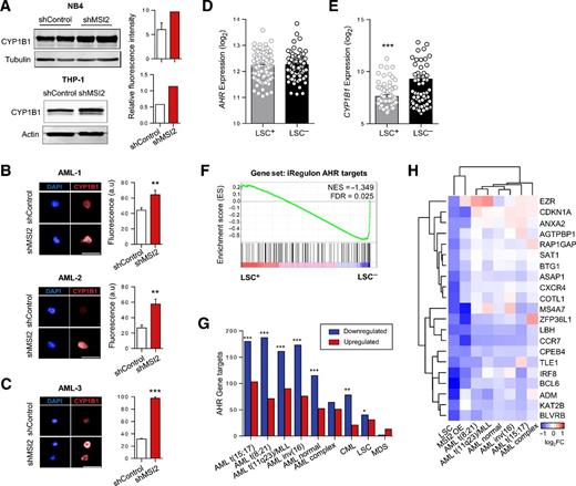Figure 1. AHR signaling is attenuated in AML and LSCs by MSI2. CYP1B1 levels following MSI2 knockdown assessed by immunoblot in cell lines (A), immunocytochemistry in primary AML cells (AML-1: n = 217 shControl, n = 137 shMSI2 cells; AML-2: n = 76 shControl, n = 162 shMSI2 cells; B), and AML-3 xenografts (two mice, n = 665/condition; C). D and E, AHR and CYP1B1 levels in LSC+ and LSC− populations (n = 138 LSC+; n = 89 LSC−). F, GSEA comparing LSC+ to LSC− for AHR targets. G, Overlap of AHR-combined targets with up- and downregulated genes from unfractionated leukemia subtypes relative to healthy BM and LSC+, LSC− populations. H, Expression heatmap of 21 LSC-unique and downregulated AHR-combined targets in relation to unfractionated AML subtypes relative to BM and MSI2-overexpressing HSPCs compared with control transduced. Data shown as mean ± SEM. *, P < 0.05; **, P < 0.01; ***, P < 0.001. Scale bar, 25 μm.