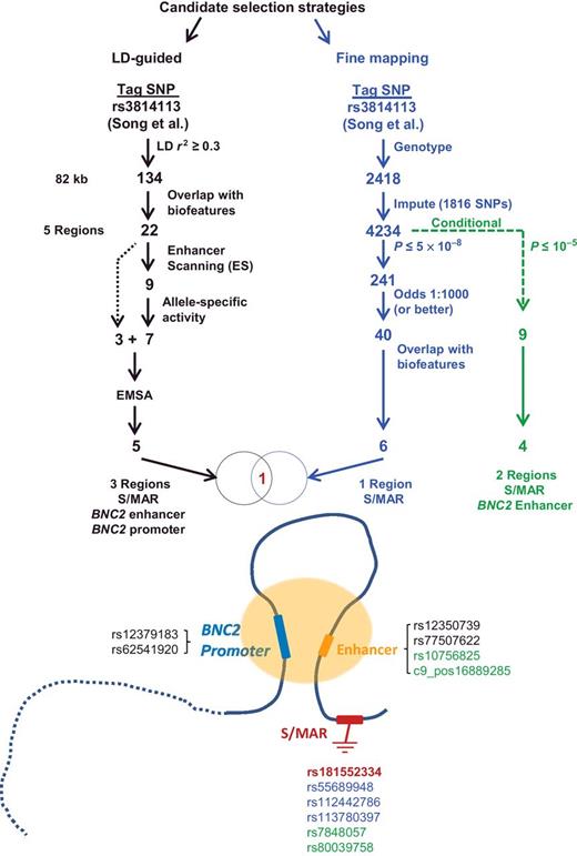 Figure 1. Rules guiding SNP selection and prioritization of causal SNPs at the 9q22 locus using a two-pronged strategy. Functional dissection guided by LD with the most significantly associated risk SNP (left flowchart) identified five SNPs in three regulatory elements, an enhancer to BNC2, the BNC2 promoter, and a Substrate/Matrix attachment region (S/MAR). Analysis guided by fine mapping data (right flowchart) points to the S/MAR as the region with the SNPs most highly associated with risk (bold red), which was also identified in the functional analysis. Conditional analysis (adjusted for rs3814113; green font) revealed independent signals at the locus. Song et al., ref. 2.