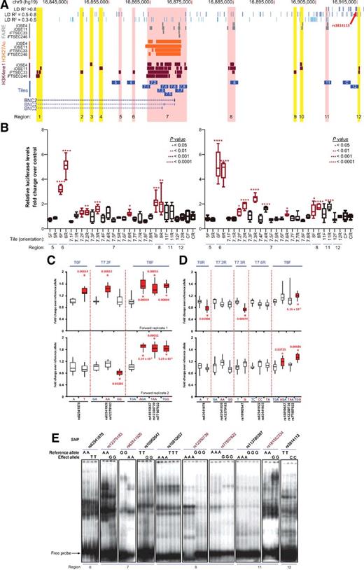Figure 2. Candidate functional SNPs overlapping with regions of regulatory activity in ovarian cells. A, Within the region of the 9p22 locus containing linked SNPs, 12 regions contain FAIRE peaks (gray bars), H3K27Ac peaks (orange bars), and/or H3K4Me1 peaks (maroon bars) in iOSE and iFTSEC cells. Some regulatory regions do not overlap with candidate SNPs (yellow highlight). Regions highlighted in red overlap with candidate functional SNPs (thin blue bars). Numbered blue bars represent the location of 2 kb tiles cloned into luciferase reporter vectors. B, Box and whisker plots showing the luciferase activity from duplicate experiments with eight biological replicates of each tile in both orientations. Asterisks denote tiles exhibiting significant transcription activity compared with a control tile located in a genomic region inactive in ovarian cells as judged by features in the figure. Tiles moving forward in the functional assays are colored red. C and D, Luciferase assays reveal significant allele-specific differences in transcription activation for rs62541878, rs62541920, rs12379183, rs1092647, rs10810657, rs12350739, and rs77507622, as indicated by red boxes and asterisks in forward (C) or reverse orientation (D). Reference and effect allele tiles are shown in blue and red fonts, respectively. E, EMSA showing allele-specific differences in mobility between the reference and effect alleles. SNPs in regions 7 (rs12379183 and rs6251920) and 8 (rs12350739 and rs77507622) display differences in complex formation between the reference and effect alleles. SNPs with allele-specific differences are indicated by red text.