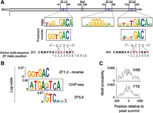 Figure 5. BNC2 recognizes specific nucleotide sequence. A, BNC2 is characterized as a C2H2 zinc finger protein with three pairs of ZFs (called 1,2; 3,4; 5,6). BNC2 zinc finger binding sites were identified in vitro by applying recombinant proteins of each ZF pair to a protein binding microarray. Position weight matrices of all potential binding sites with significant scores for each BNC2 ZF pair are shown as logos. Motifs predicted on the basis of the protein sequence of the ZF domains aligned with ZF1,2 and ZF5,6. The 3′ end of the sequences recognized by ZF1,2 and ZF5,6 reveal the same nucleotides. Inspection of the amino acid sequences for ZF2 and ZF6 show that amino acid residues at position -1, 2, 3, 6, and 10 within the alpha helix that specifically interact with DNA nucleotides (red) are the same. B, The ChIP-seq motif identified by MEME seems to be a concatenation of the predicted motif for ZF1,2 and the predicted reverse complement motif for ZF 5,6. C, Enrichment of motif relative to ChIP-seq peak summits.
