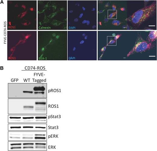 Differential Subcellular Localization Regulates Oncogenic Signaling by ...