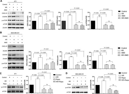 Figure 3. Inhibition of DPP-4 by KR62436 promotes CXCL12/CXCR4 axis–induced phosphorylation of mTOR. A and B, Western blot analysis of CXCL12, CXCR4, and p-mTOR in 4T1 (A) and MDA-MB-231 (B) cells treated with KR62436 (KR, 50 μmol/L), AMD3100 (AMD, 30 μmol/L), or KR and AMD for 48 hours. Densitometric analysis of protein expression relative to β-actin or mTOR levels (n = 3 per group). C and D, Western blot analysis of p-mTOR in 4T1 (C) and MDA-MB-231 (D) cells treated with KR 62436 (KR, 50 μmol/L), rapamycin (Rapa, 1 μmol/L), or KR and rapamycin for 48 hours. Densitometric analysis of protein expression relative to mTOR levels (n = 3 per group).