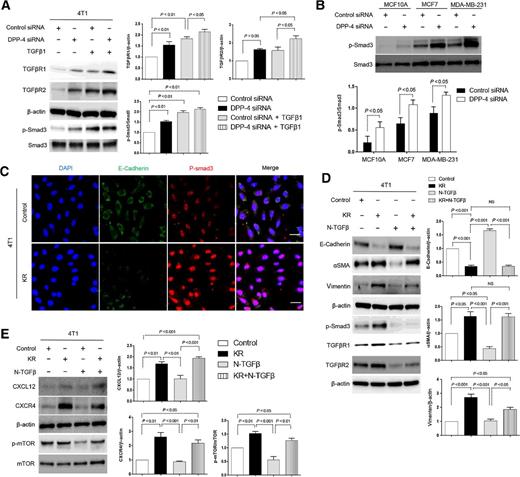 Figure 5. DPP-4 inhibition promotes EMT in a TGFβ signal–independent manner. A, Western blot analysis of TGFβR1, TGFβR2, and p-Smad3 in DPP-4 siRNA–transfected 4T1 cells. The cells were treated with TGFβ1 (5 ng/mL) for 48 hours in the presence or absence of DPP-4 siRNA (100 nmol/L). Densitometric analysis of protein expression relative to β-actin or Smad3 levels is shown (n = 3 per group). B, Western blot analysis of p-Smad3 in DPP-4 siRNA–transfected MCF 10A, MCF7, and MDA-MB-231 cells. Densitometric analysis of each protein normalized to Smad3 (n = 3 per group). C, Immunocytofluorescence analysis of E-cadherin and p-Smad3 coexpression in 4T1 cells following KR62436 (KR, 50 μmol/L) treatment for 48 hours. For each slide, representative images of six different fields of view at ×200 magnification were evaluated. The scale bar indicates 100 μm in each panel. D and E, Western blot analysis of E-cadherin, αSMA, vimentin, p-Smad3, TGFβR1, TGFβR2, CXCL12, CXCR4, and p-mTOR in 4T1 cells treated with KR62436 (KR,50 μmol/L), neutralizing TGFβ (1, 2, 3) antibody (N-TGFβ, 1.0 μg/mL), or KR and N-TGFβ for 48 hours. Densitometric analysis of protein expression relative to β-actin levels (n = 3 per group).