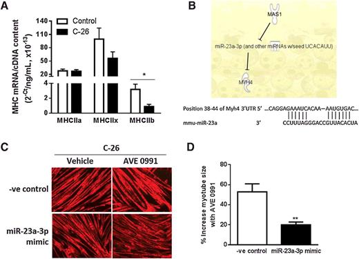 Figure 5. miR-23a-3p mediates the effects of MasR activation of myosin-4. A, MHCIIa, MHCIIx, and MHCIIb mRNA expression in C2C12 myotubes cocultured for 48 hours with or without C-26 cancer cells (unpaired t test; *, P < 0.02; n = 6). B, IPA revealed miR-23a (miR-23a-3p) as a mediator of MasR regulation of Myh4. The binding site on the 3′UTR of Myh4 mRNA for the seed sequence of miR-23a. C and D, C2C12 myoblasts were transfected with an miRNA mimic negative control (-ve control) or miR-23a-3p mimic and, after 4 days of differentiation into myotubes, were cocultured with C-26 cancer cells and treated with vehicle or AVE 0991 and assessed 48 hours later for myotube diameter. Overexpression of miR-23a-3p using a mimic attenuated the AVE 0991-induced increase in size of myotubes cocultured with C-26 cells (unpaired t test; **, P < 0.01; n = 6).