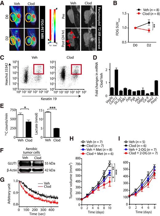 Figure 2. TAMs make tumors more glycolytic. A, Left, PET/MRI images for FDG uptake in LLC tumors in mice before (D0, top) and after (D2, bottom) Veh or Clod treatment. Yellow circles, tumors. Right, T2-weighted MR images of LLC tumors treated with Veh or Clod pre (top)- or post (bottom)- contrast. Red arrowheads in Veh tumor, ferumoxytol-labeled TAM. B, FDG uptake SUVmax in A. **, P < 0.01, determined by two-way ANOVA. C, FACS plot indicating HoechstbrightKeratin+ (red boxes) population of cells sorted as aerobic cancer cells. D, Fold changes in gene expression in FACS-sorted aerobic cancer cells from LLC tumors treated with Clod or Veh. E, Glucose uptake (left) and lactate production (right) from the sorted aerobic cancer cells as in C. Data in D and E are the mean ± SEM from at least triplicate samples. *, P < 0.05; ***, P < 0.001 by the Student t test. F, Western blot of FACS-sorted aerobic cancer cells in C for GLUT1. β-Actin was used as the loading control. G, Oxygen consumption kinetics in FACS-sorted aerobic cancer cells as described in C. H, LLC tumor growth in mice treated with Veh, Clod, Veh + metformin (Veh + Met), or Clod + metformin (Clod + Met). *, P < 0.05; **, P < 0.01; ***, P < 0.001, determined by two-way ANOVA. I, LLC tumor growth in mice treated with Veh, Clod, Veh + 2-DG, or Clod + 2-DG. Data in H and I are the mean ± SEM, with number of animals indicated in the graphs.