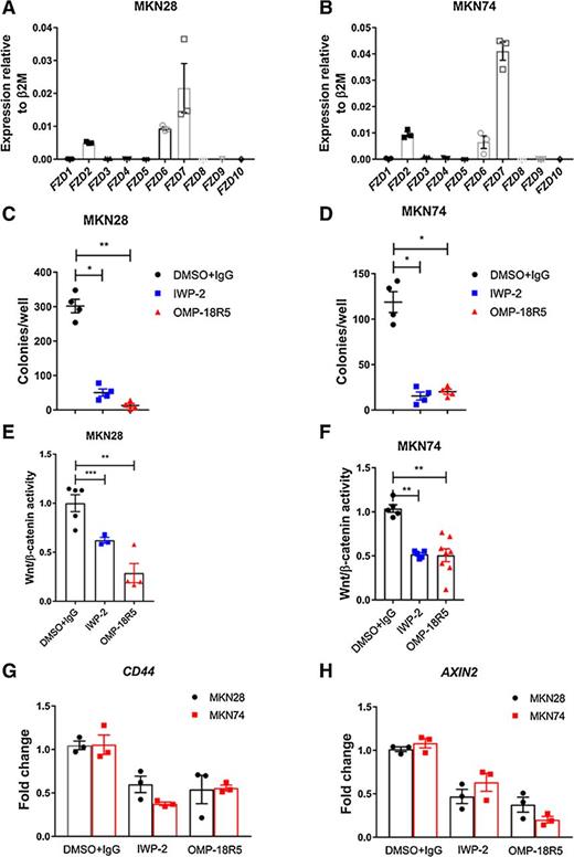Figure 1. Inhibition of Wnt or Fzd blocks gastric cancer cell growth. A, qRT-PCR for FZD gene expression in MKN28 gastric cancer cells. Expression shown relative to housekeeper (β2M); n = 4 biological replicates. B, qRT-PCR for FZD gene expression in MKN74 gastric cancer cells. Expression shown relative to housekeeper (β2M); n = 4 biological replicates. C, Quantification of cell colonies (>50 cells) from MKN28 gastric cancer cells grown in agar for 2 weeks following treatment with vehicle control (2.5% DMSO + IgG), IWP-2 (10 μmol/L), or OMP-18R5 (10 μg/mL). Treatments were replaced every 4 days for the duration of 2 weeks. Individual experiments were repeated three times. Colonies were counted with ImageJ (*, P < 0.05; mean ± SEM; Mann-Whitney). D, Quantification of cell colonies (>50 cells) from MKN74 gastric cancer cells grown in agar for 2 weeks following treatment with vehicle control (2.5% DMSO + IgG), IWP-2 (10 μmol/L), or OMP-18R5 (10 μg/mL). Treatments were replaced every 4 days for the duration of 2 weeks. Individual experiments were repeated three times. Colonies were counted with ImageJ (*, P < 0.05; mean ± SEM; Mann–Whitney). E, TOPflash assay on MKN28 cells treated 24hrs with DMSO, IWP-2 (10 μmol/L), or OMP-18R5 (10 μg/mL; **, P < 0.005; mean ± SEM; n = 9 biological replicates; Mann–Whitney). Individual experiments were repeated three times. F, TOPflash assay on MKN74 cells treated 24 hours with DMSO, IWP-2 (10 μmol/L), or OMP-18R5 (10 μg/mL; **, P < 0.005; mean ± SEM; n = 9 biological replicates; Mann–Whitney). Individual experiments were repeated three times. G, qRT-PCR for CD44 in MKN28 and MKN74 cells described in E and F (mean ± SEM; n = 6 biological replicates; Mann–Whitney). Individual experiments were repeated twice. H, qRT-PCR for AXIN2 in MKN28 and MKN74 cells described in E and F (mean ± SEM; n = 6 biological replicates; Mann–Whitney). Individual experiments were repeated twice.