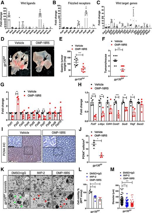 Figure 2. Inhibition of Fzd receptors reduces cell-intrinsic Wnt signaling and gastric adenoma burden. A, qRT-PCR for Wnt ligands in gp130F/F adenomas compared with normal gastric epithelium (*, P < 0.05; mean ± SEM; n = 4 mice; Mann–Whitney). B, qRT-PCR for Fzd receptors in gp130F/F adenomas compared with normal gastric epithelium (*, P < 0.05; mean ± SEM; n = 4 mice; Mann–Whitney). C, qRT-PCR for Wnt target genes in gp130F/F adenomas compared to normal gastric epithelium (*, P < 0.05; mean ± SEM; n = 4 mice; Mann–Whitney). D, Whole mount images of 8- to 9-week-old gp130F/Fmice treated with control IgG or OMP-18R5 over the course of 30 days and harvested. Black and white arrows show gastric tumors. E, Weights of gastric adenomas from mice described in D (***, P < 0.001; mean ± SEM; n = 9 mice; Mann–Whitney). F, Quantification of gastric adenomas in mice described in D (***, P < 0.001; mean ± SEM; n = 9 mice; Mann–Whitney). G, qRT-PCR for Fzd receptors in mice described in D (**, P < 0.005; mean ± SEM; n = 9 mice; Mann–Whitney). H, qRT-PCR for Wnt target genes in mice described in D (**, P < 0.005, mean ± SEM, n = 9 mice, Mann–Whitney). I, IHC for PCNA on adenomas sections from mice described in D. Scale bars, 100 μm. J, Quantification of PCNA+ cells from adenomas sections described in I (*, P < 0.05; mean ± SEM; n = 4 mice; Mann–Whitney). K, Representative DIC images of gp130F/F adenoma-derived organoids treated with vehicle control (2.5% DMSO + IgG), IWP-2 (10 μmol/L), or OMP-18R5 (10 μg/mL) and cultured for 5 days. Green arrows, viable organoids; red arrows, dying/atrophic organoids. Scale bar, 200 μm. L, MTT viability assay performed on organoids described in K (*, P < 0.05; mean ± SEM; n = 3 biological replicates; Mann–Whitney). M, Measurement (diameter) of organoids described in K. Measurements were quantified in ImageJ (*, P < 0.05; mean ± SEM; n = 3 biological replicates; Mann–Whitney).