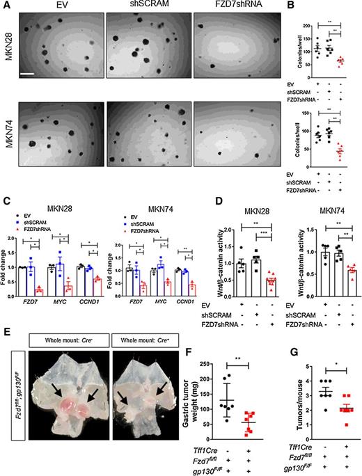 Figure 3. Targeted inhibition of Fzd7 reduces gastric cancer clonogenicity and adenoma burden. A, Representative DIC images of MKN28 and MKN74 cells transfected with empty vector (EV), scrambled (shSCRAM), or FZD7-specific shRNA (FZD7shRNA) and grown in agar. Scale bar, 200 μm. B, Quantification of cell colonies from experiment described in A (*, P < 0.05; mean ± SEM; n = 3 biological replicates; Mann–Whitney). Individual experiments were repeated twice. C, qRT-PCR for Wnt target genes on MKN28 and MKN74 cells transfected with empty vector (EV), scrambled (shSCRAM), or FZD7-specific shRNA (Fzd7shRNA; *, P < 0.05; mean ± SEM; n = 3 biological replicates; Mann–Whitney); D, TOPflash assay on MKN28 and MKN74 cells described in C (***, P < 0.001; mean ± SEM; n = 9 biological replicates; Mann–Whitney). Individual experiments were repeated three times. E, Representative images of tamoxifen-treated Tff1CreERT2/− (Cre−) or Tff1CreERT2/+ (Cre+) stomachs following Fzd7 deletion. Black arrows, gastric tumors. F, Weights of gastric adenomas per mouse described in E (**, P < 0.005; mean ± SEM; n = 7 mice; Mann–Whitney). G, Quantification of gastric adenomas per mouse described in E (**, P < 0.005; mean ± SEM; n = 7 mice; Mann–Whitney).